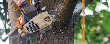 Best Tree Disease Treatment  in Norlina, NC