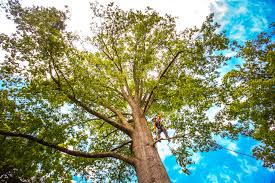 Best Tree Health Inspection  in Norlina, NC