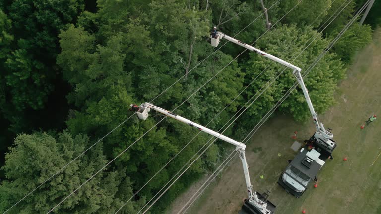 Best Fruit Tree Pruning  in Norlina, NC