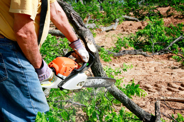 Best Arborist Consultation Services  in Norlina, NC